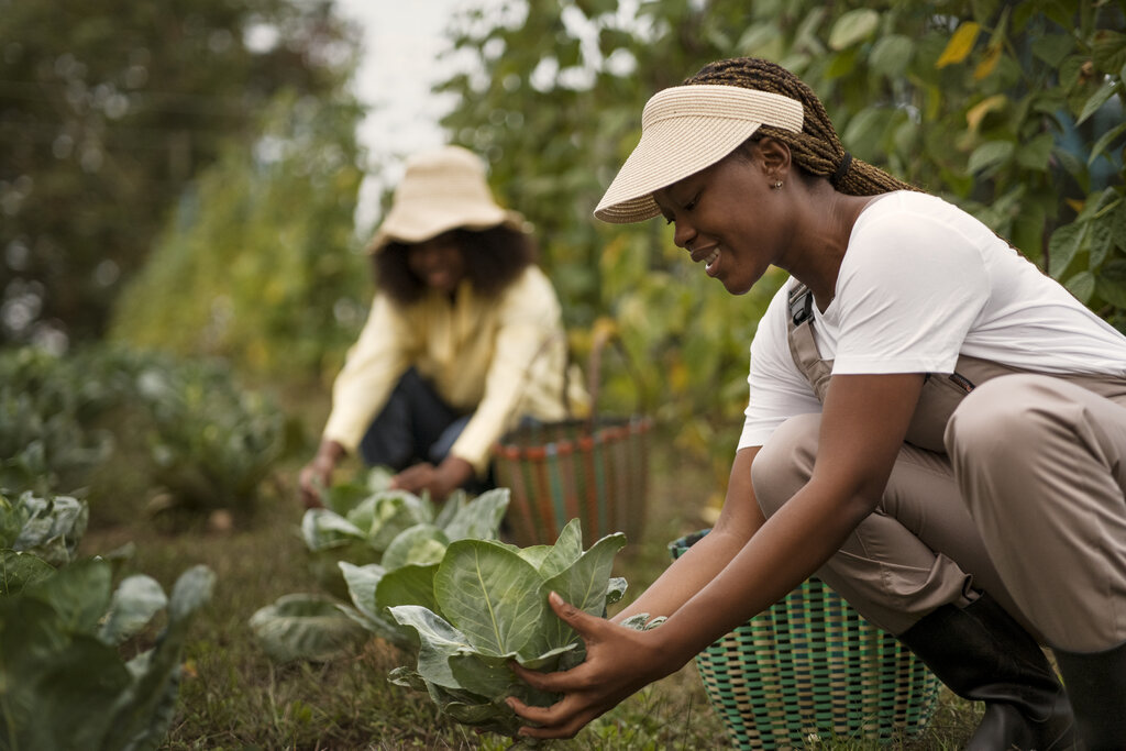 Agricultural Field Operation Services cameroon