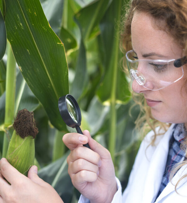 Agronomist expert examining corn leaf looking for disease indicator.