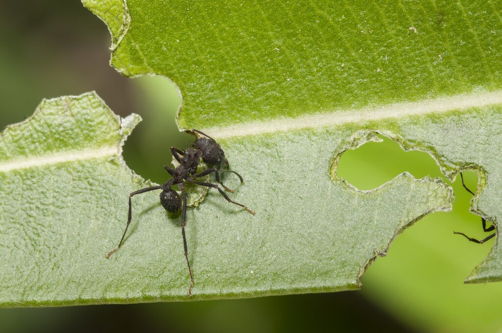 Crop Pest and Disease Analysis services cameroon