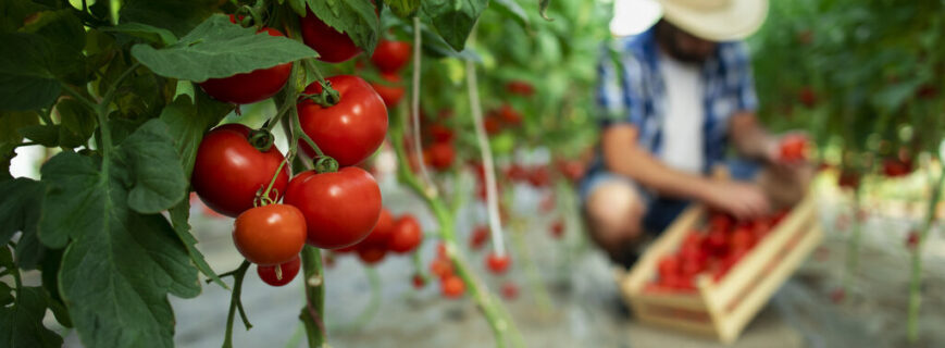 Organic food farm.